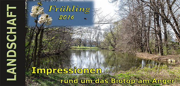 Fotocollage -JoSt - Frühling am Biotop am Anger 2016